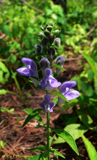 {Scutellaria integrifolia}